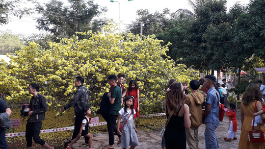 Hàng[-]ngàn[-]người[-]đến[-]thưởng[-]lãm[-]cây[-]mai[-]"khủng"[-]ở[-]Đồng[-]Nai